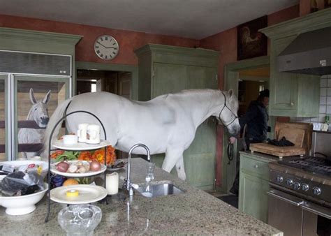 ultimate kitchen horse|More.